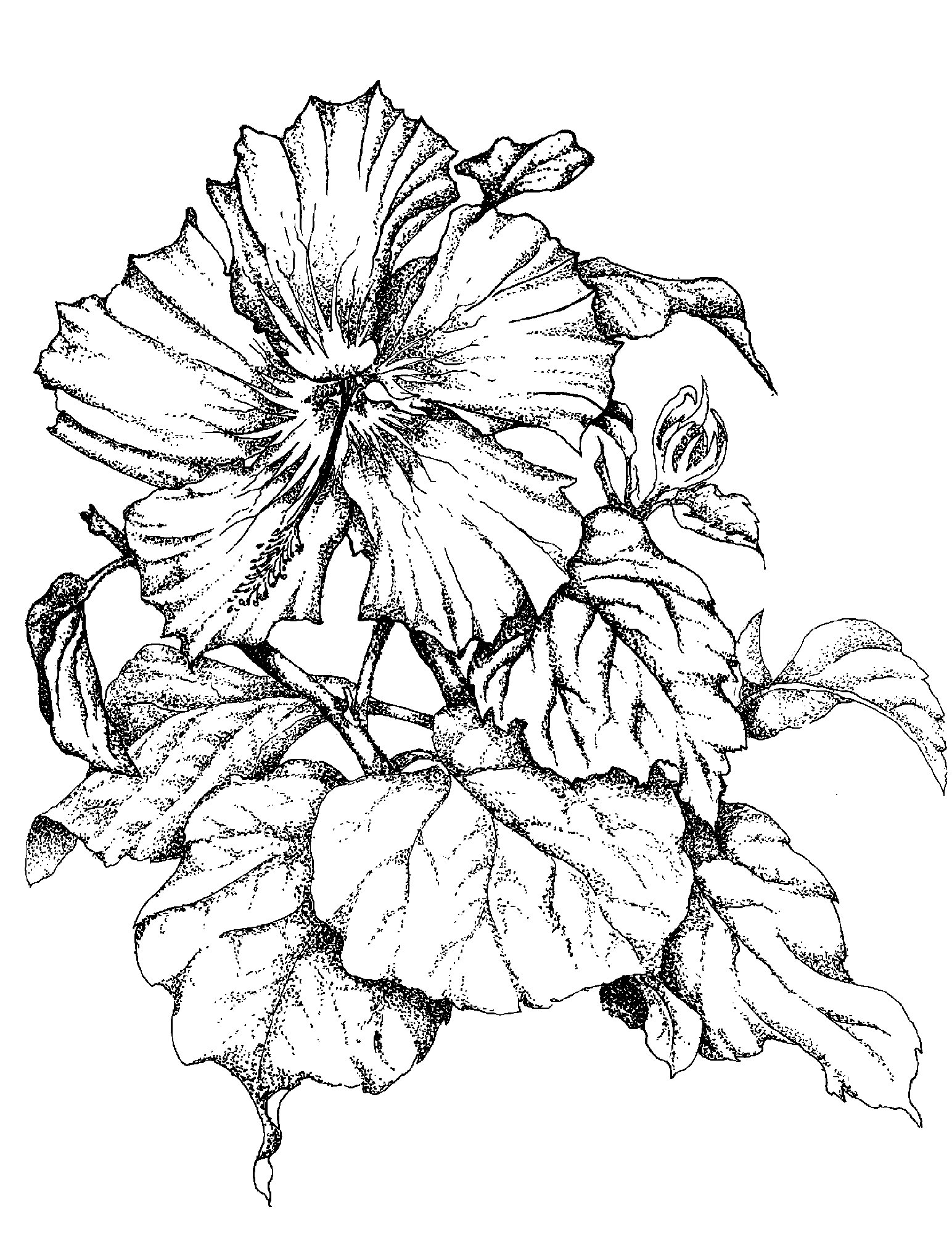 Hawaiian Flower Drawing