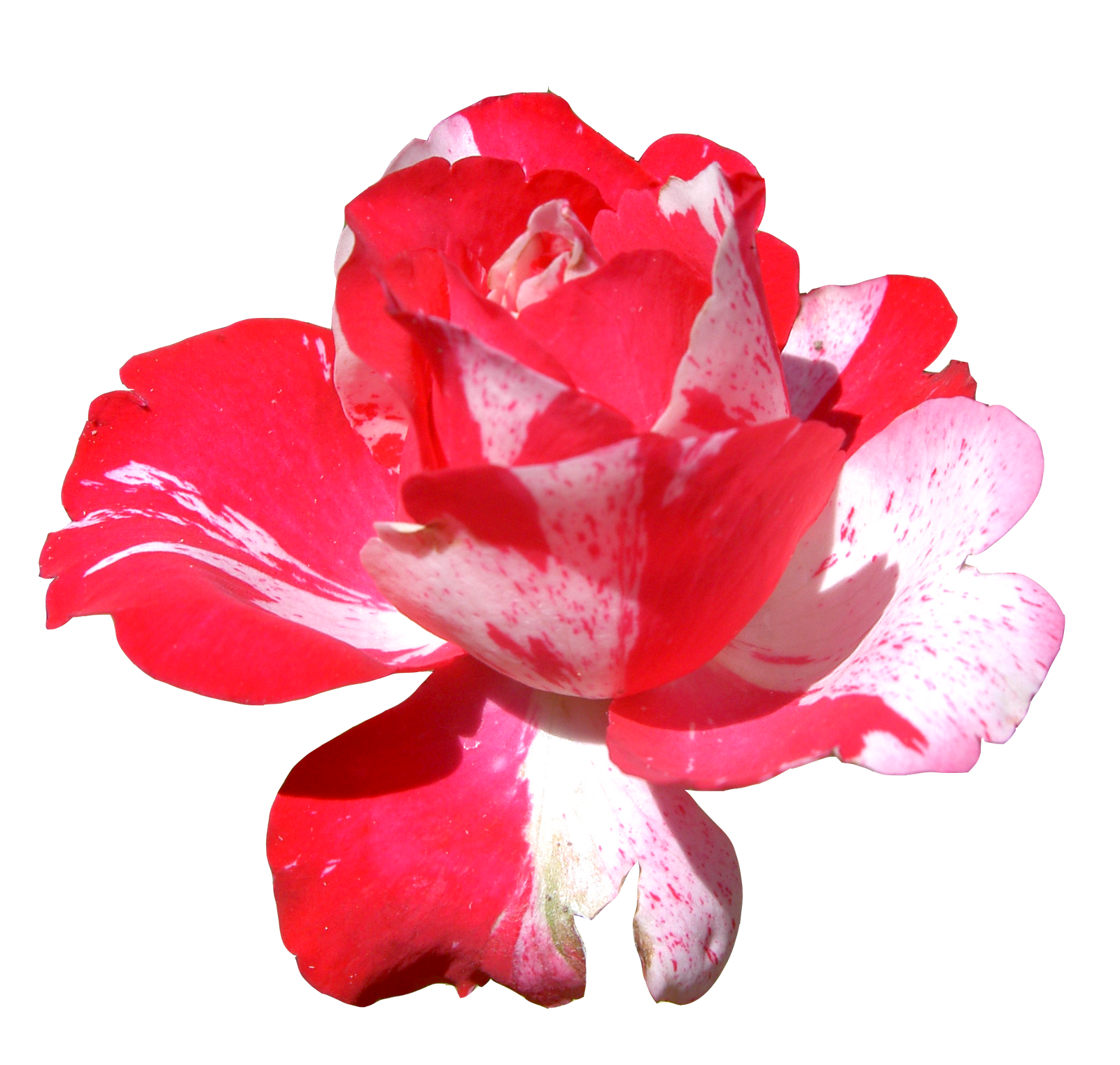 free flower clipart png - photo #20