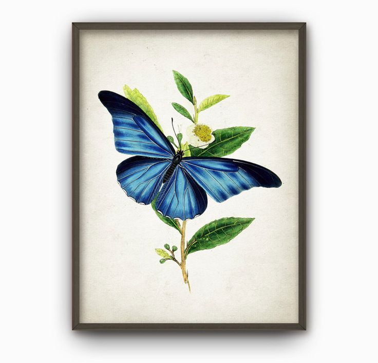 Butterfly Illustration | Natural ...