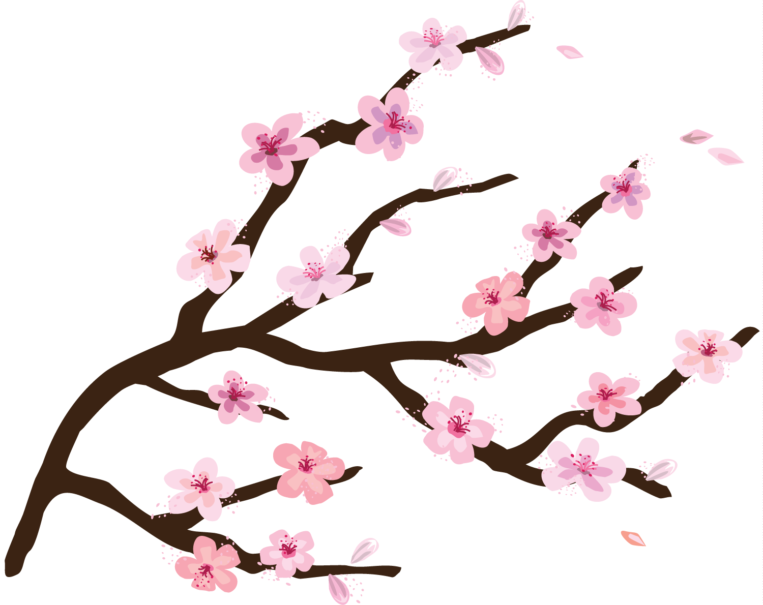 Cherry Blossom Png