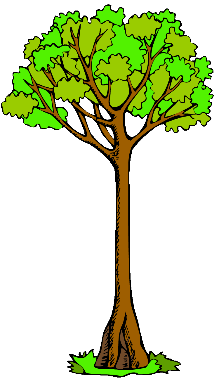 Kauri Tree Clipart