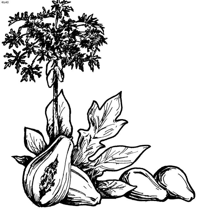 Papaya Tree Coloring Pages Coloring Pages ClipArt Best ClipArt Best