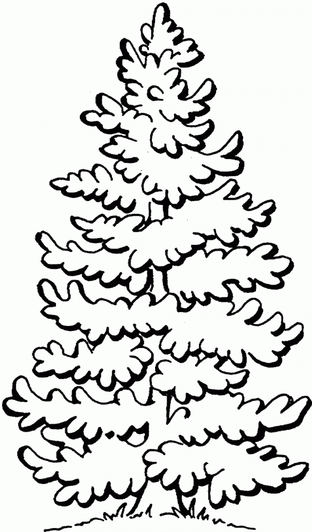 Pine Tree Outline Clipart