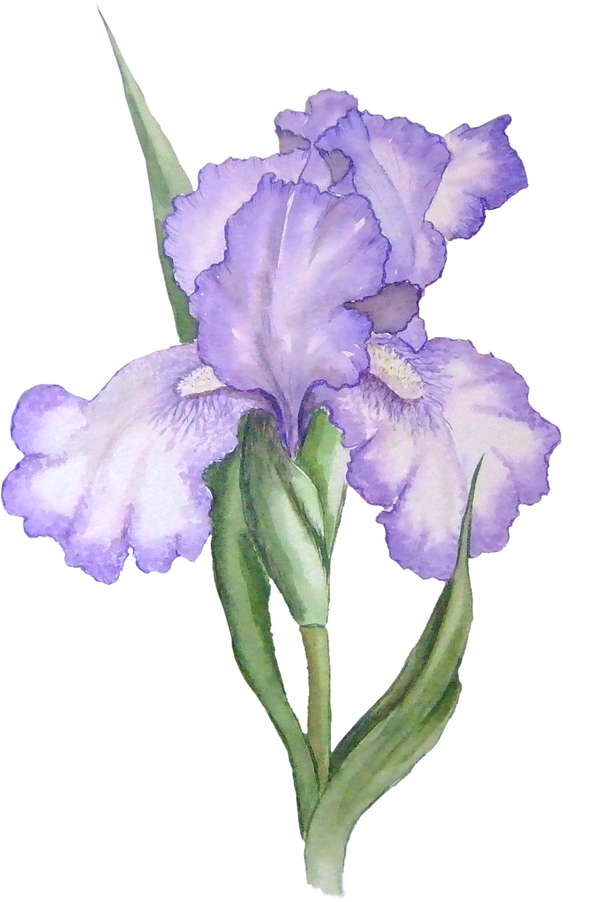 Floral Png