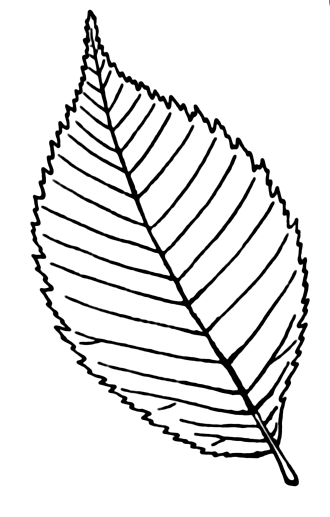 Leaves Drawing Simple - ClipArt Best