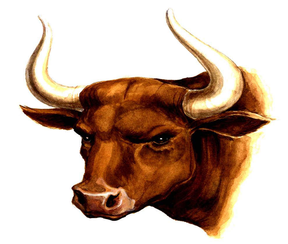Paper 4: Injuries by Bull Horns: Patterns And Prevention Protocols ...