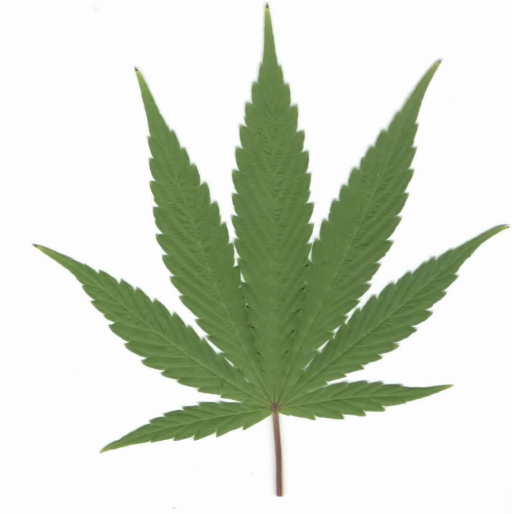 clipart cannabis leaf - photo #37