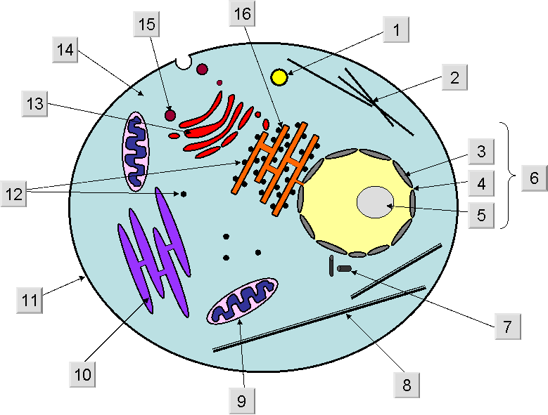 Blank Animal Cell Diagram - ClipArt Best Blank Animal Cell Diagram - ClipArt Best