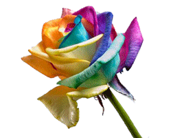 Bunga mawar valentine - Toko Bunga Jawa Tengah