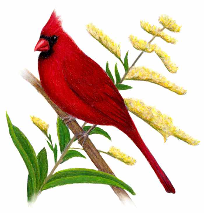 hawaii state flower bird | Pictures Reference