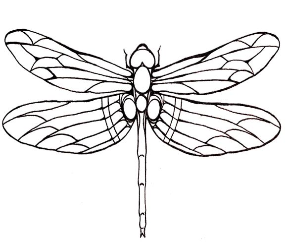 dragonfly-line-drawing-free-download-on-clipartmag