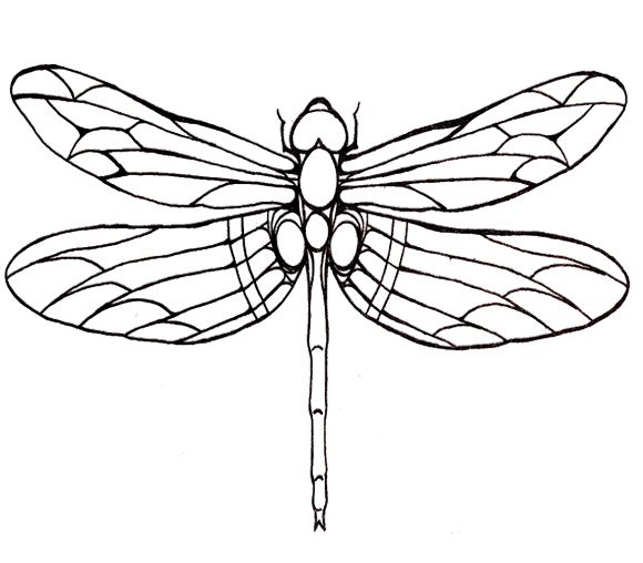 Dragonfly Drawing ClipArt Best