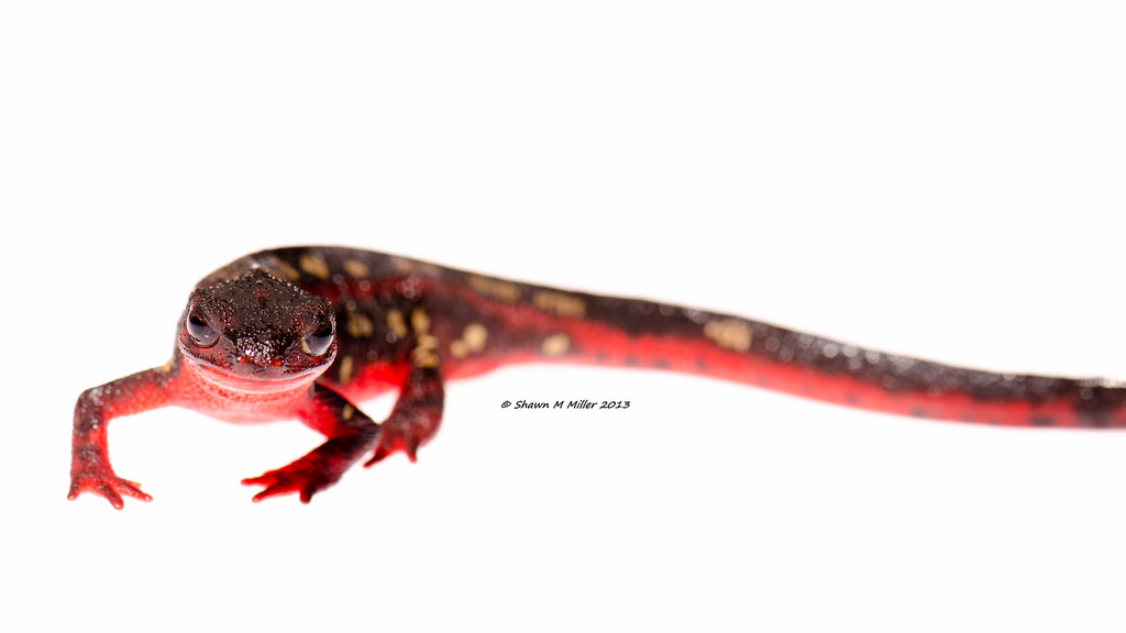 fire bellied newt | Okinawa Nature Photography