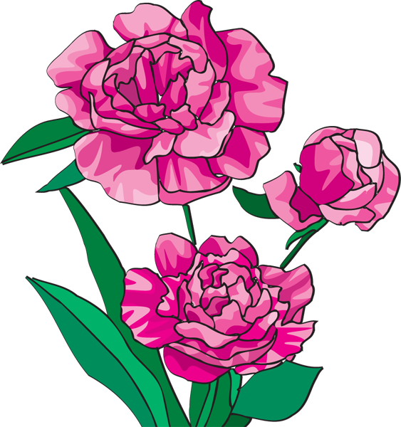 Peony Clipart | Free Download Clip Art | Free Clip Art | on ...