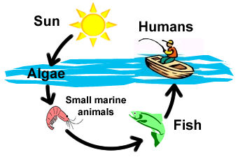 Food Chain - ClipArt Best