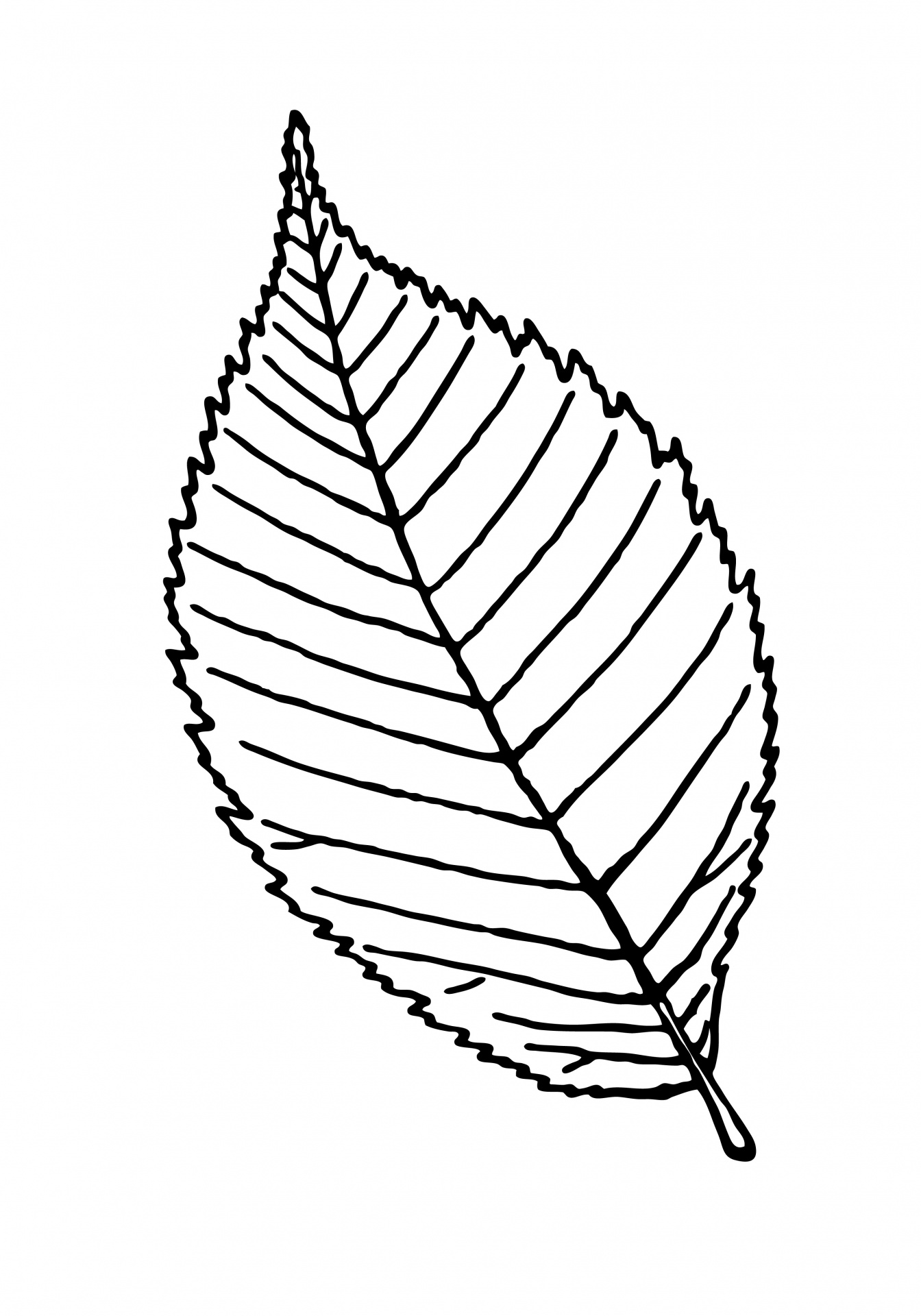 Leaf Outline Clipart Illustration Free Stock Photo - Public Domain ...