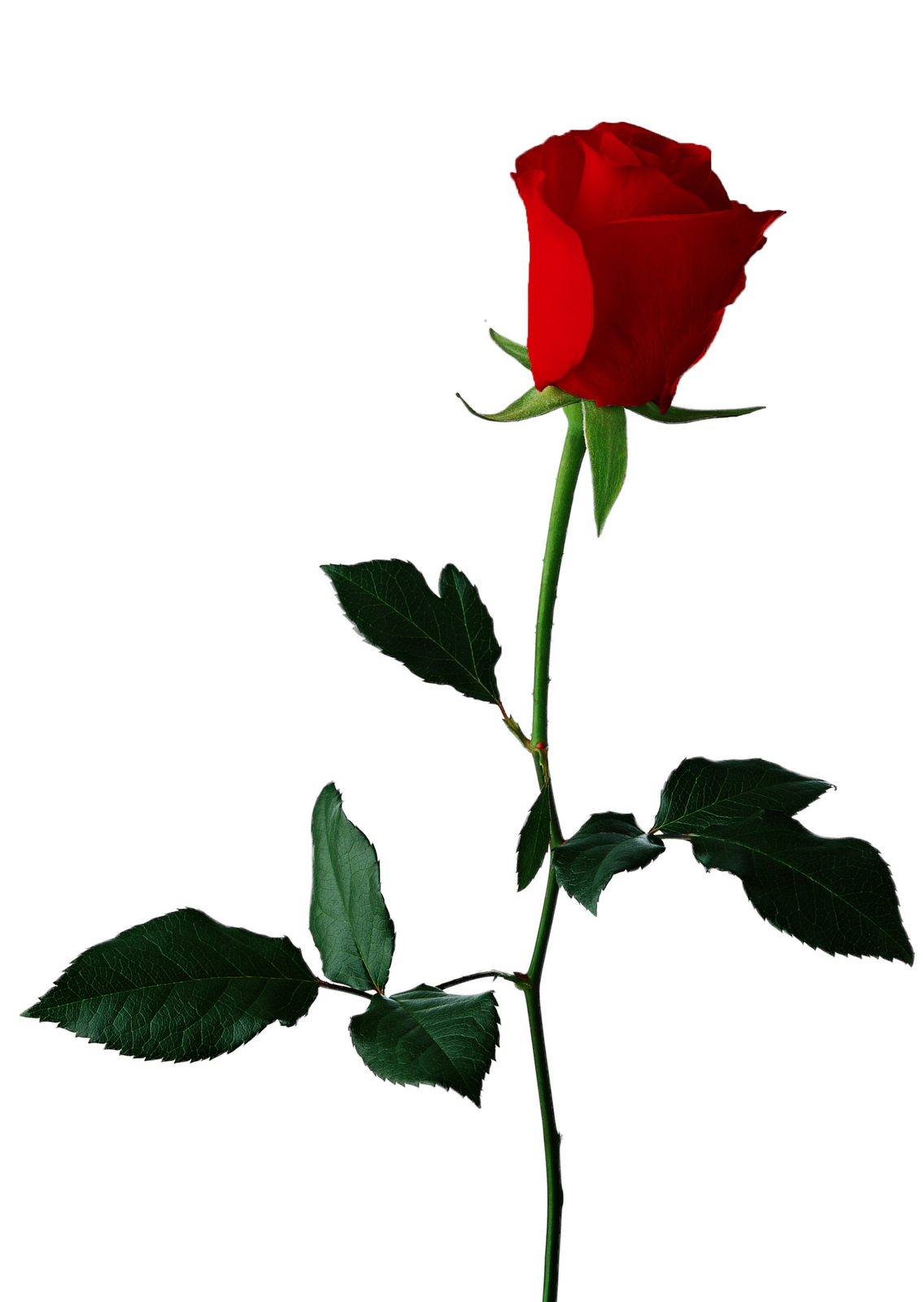 Real Roses Clipart