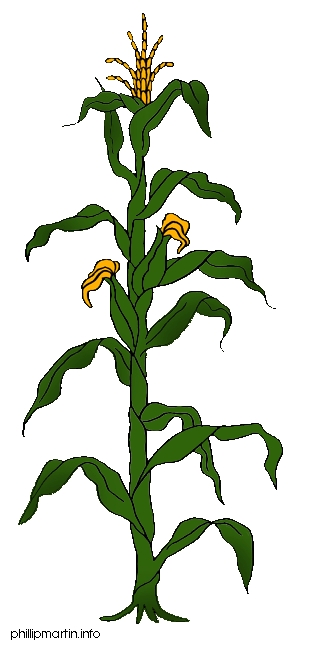 Corn Stalk Clipart - Tumundografico