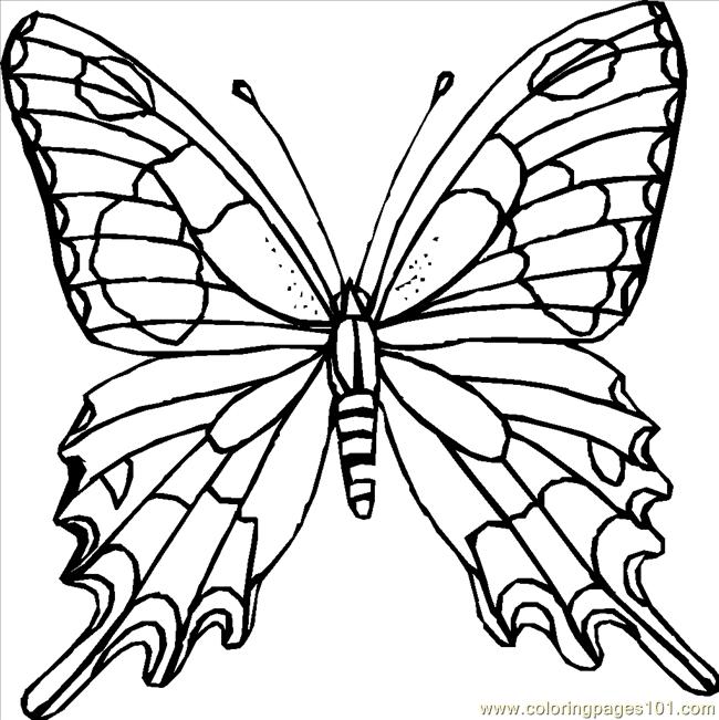 free coloring pages butterflies printing butterfly template to ...