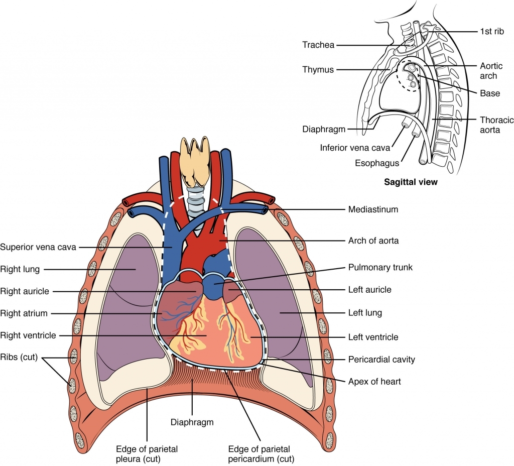 Thoracic Cavity Diagram & Thoracic Cavity Diagram & Thoracic ...