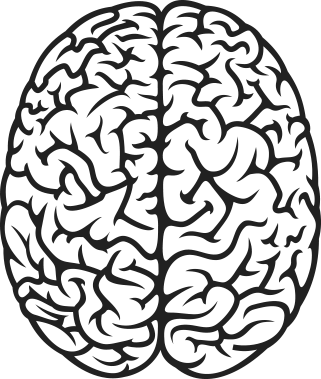 Brain Drawing Top View 14863 | RAMWEB