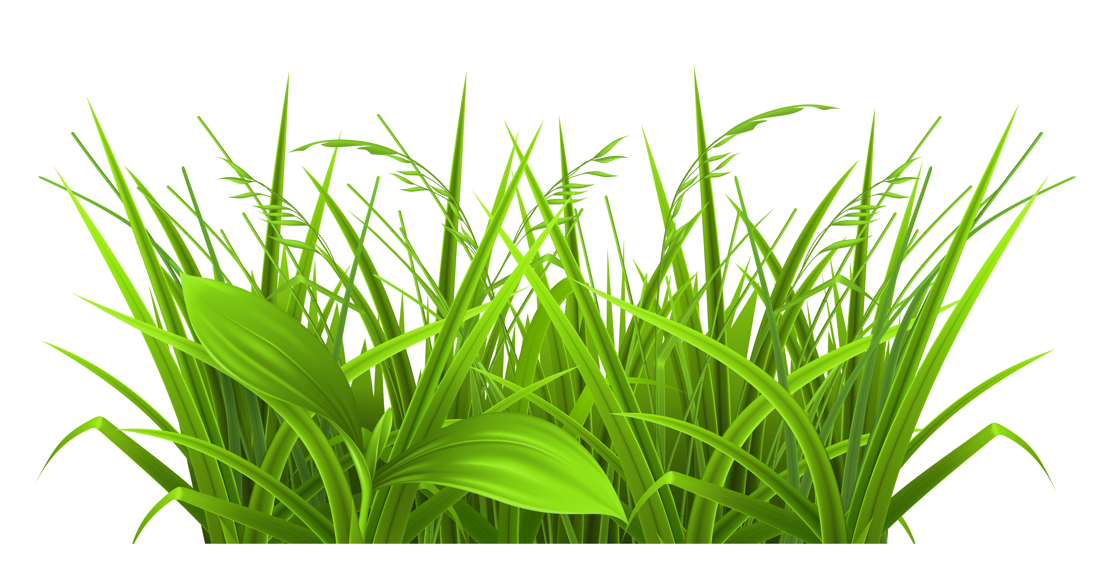 Clipart grass