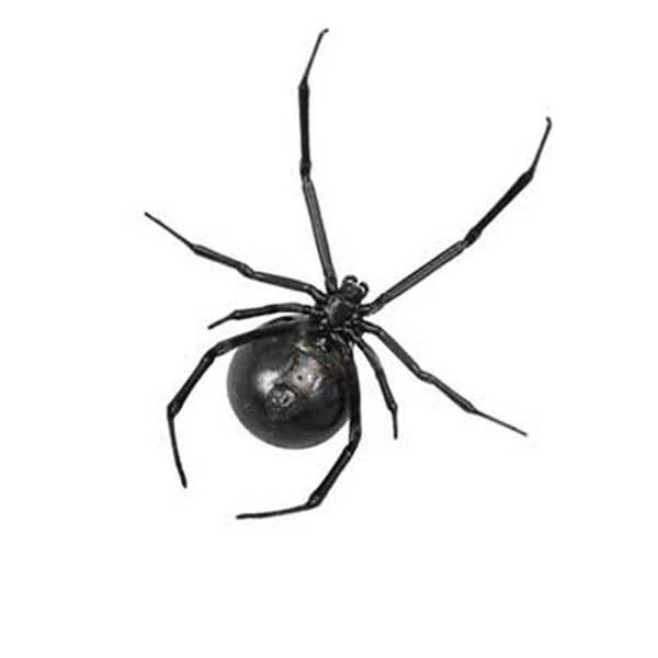False Black Widow Exterminators Las Vegas Henderson NV