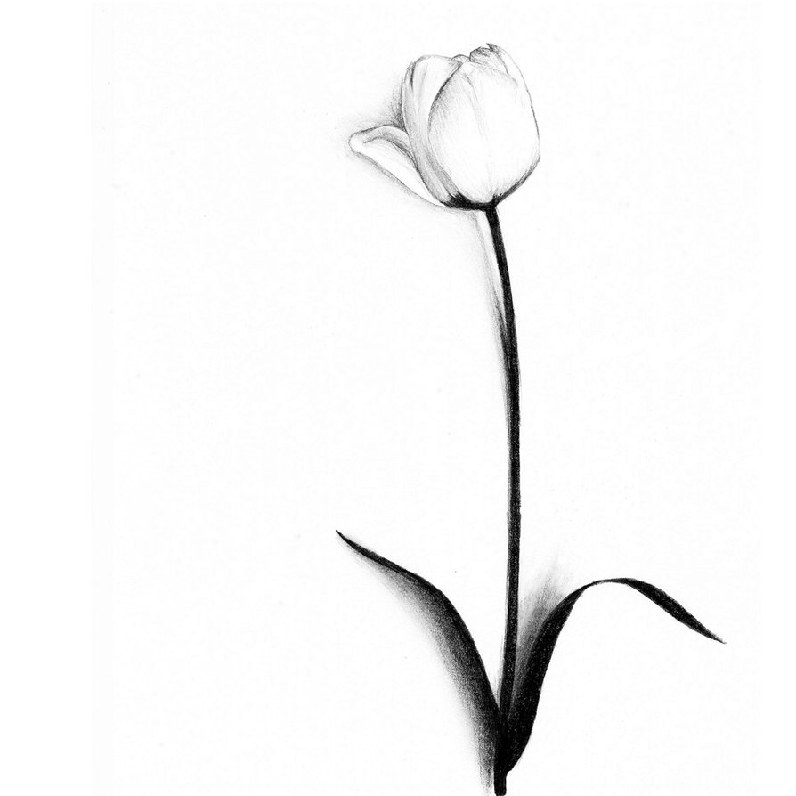 Tulip Drawings - ClipArt Best