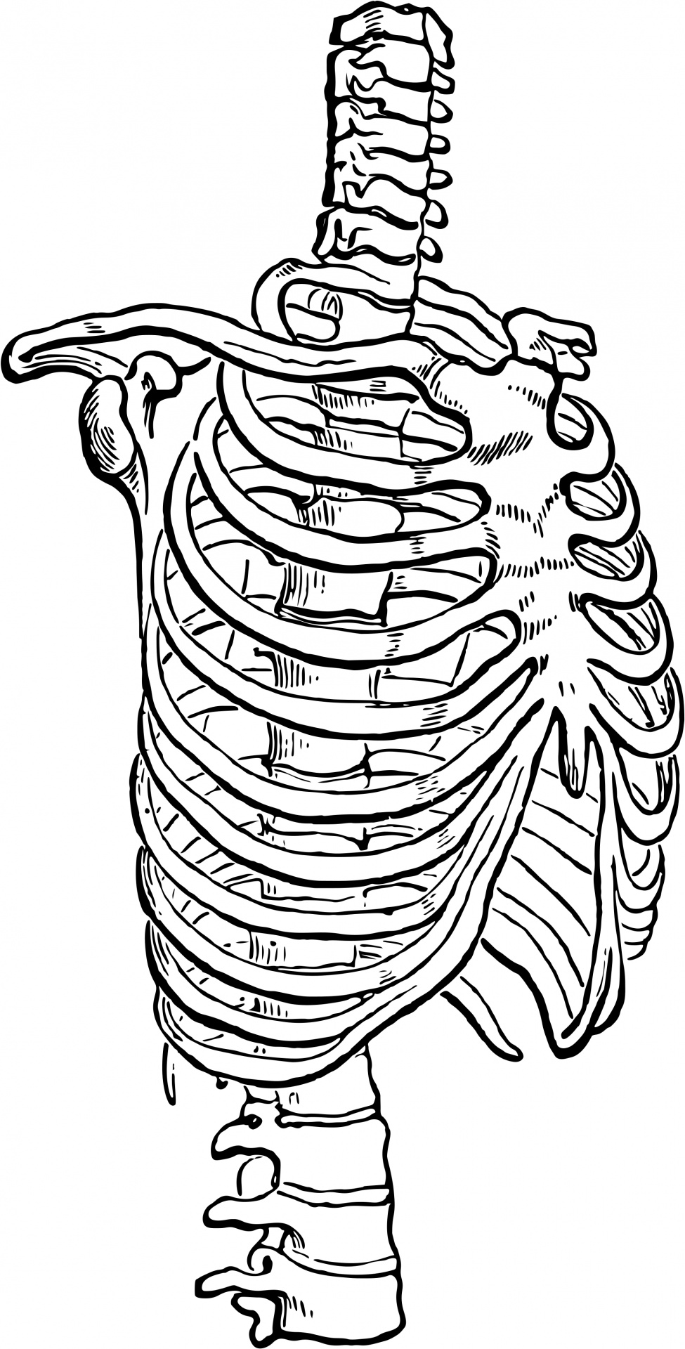 Chest Ribcage Free Stock Photo - Public Domain Pictures