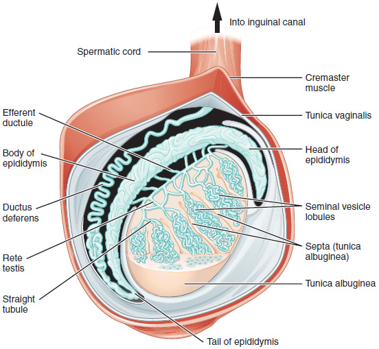Anatomy and Physiology of the Male Reproductive System | Anatomy ...