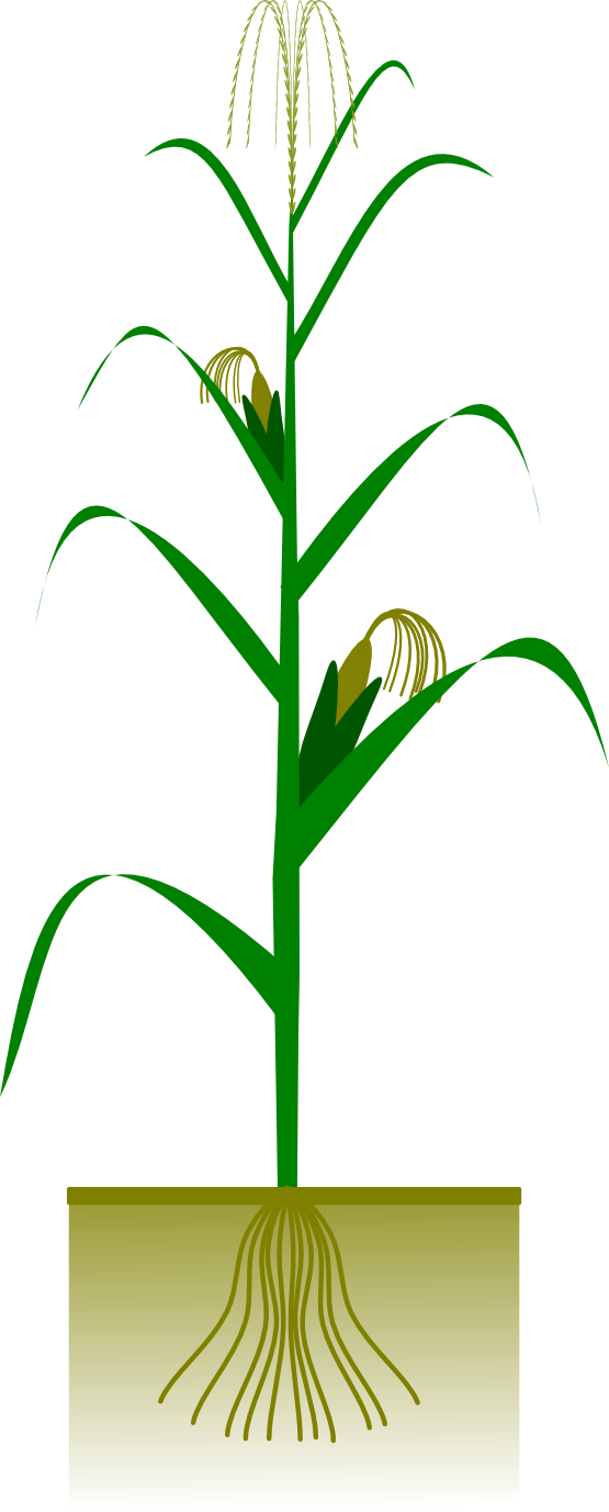 Corn Stalk Cartoon 93651 | NANOZINE