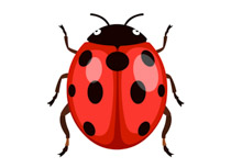 Search Results - Search Results for insect clipart Pictures ...