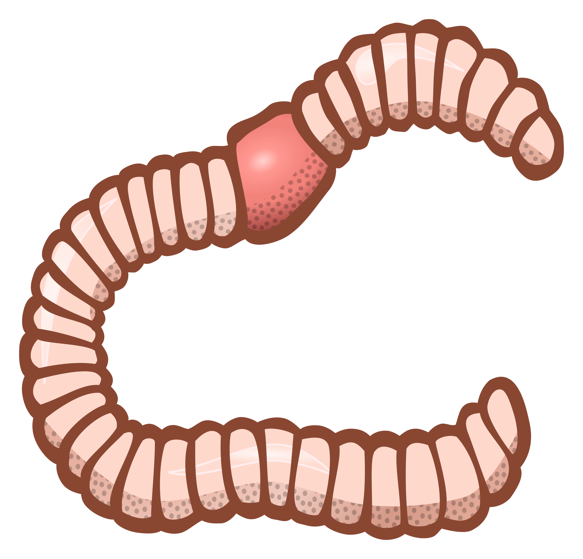 Worm clipart png