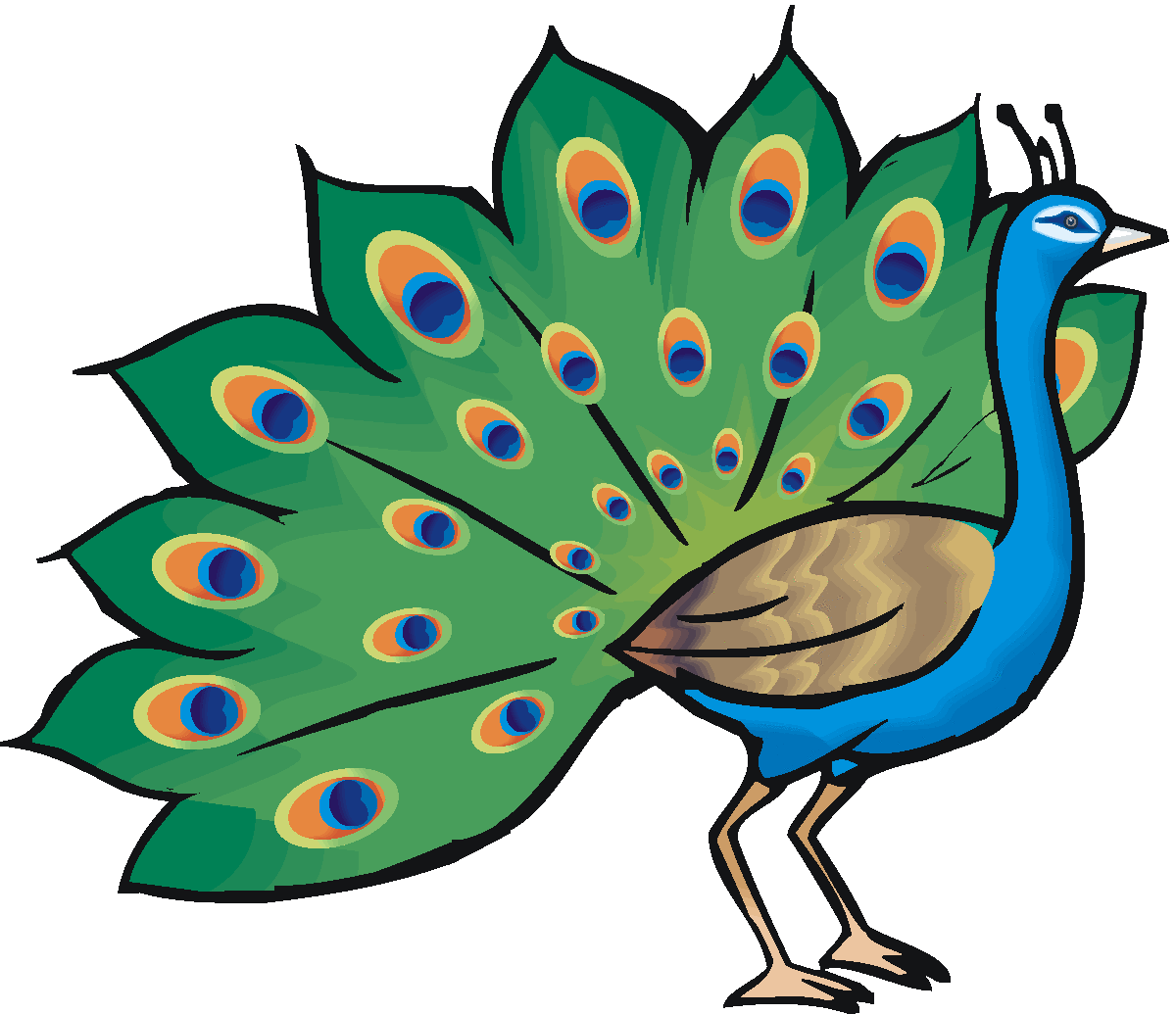 Peacock clipart