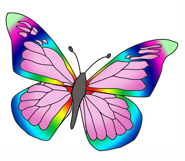 rainbow colore butterfly | Clipart