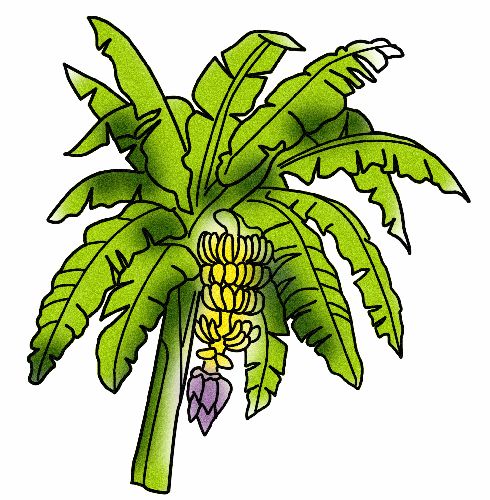 Banana Tree Drawing Pic 16