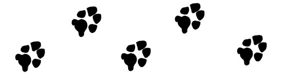 dog-paw-print-divider-right | Stacy Mantle