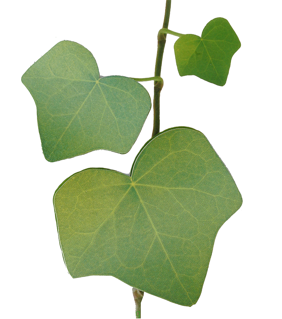leaf vine clip art - photo #31