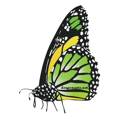 Four Butterflies Vector | DragonArtz Designs