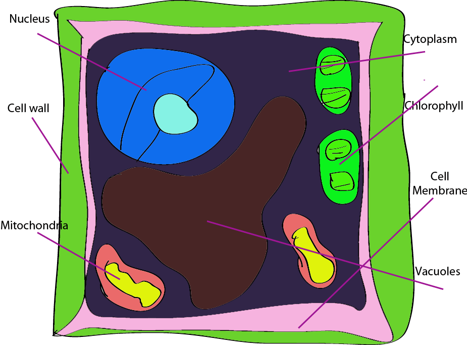 Plant Cell Labeled