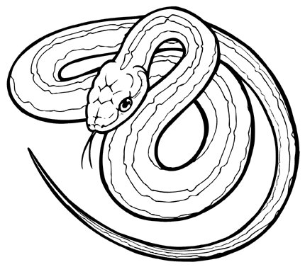 Snake Line Drawing