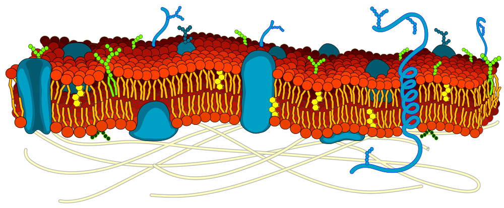 File:Cell membrane detailed diagram blank.svg