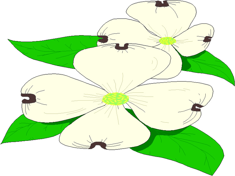 Dogwood Clip Art Clipart - Free to use Clip Art Resource