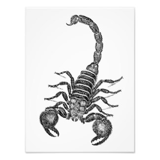 Scorpion Art & Framed Artwork | Zazzle