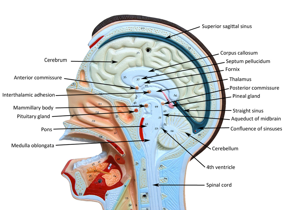 nerves of the head face and neck labeling