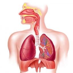 Human Body : Respiratory System Trivia App Ranking and Store Data ...