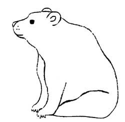 Bear Drawings