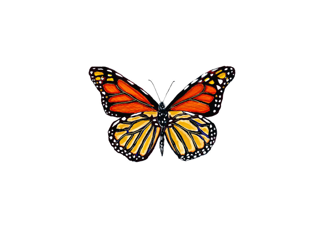 Butterfly Print. Monarch Butterfly. Fine Art by SnoogsAndWilde