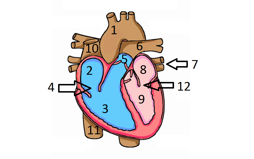 Label The Human Heart - ProProfs Quiz