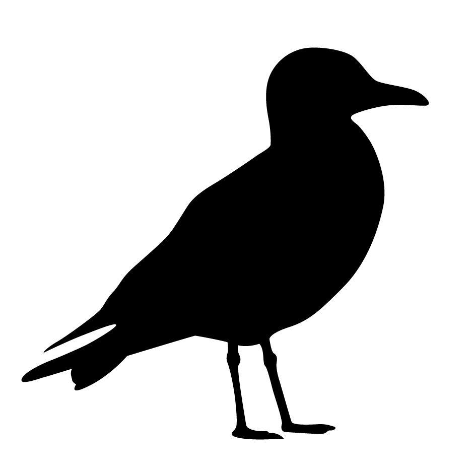 Seagull outline clipart